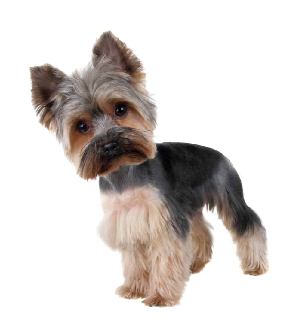 yorkshire terrier rasse