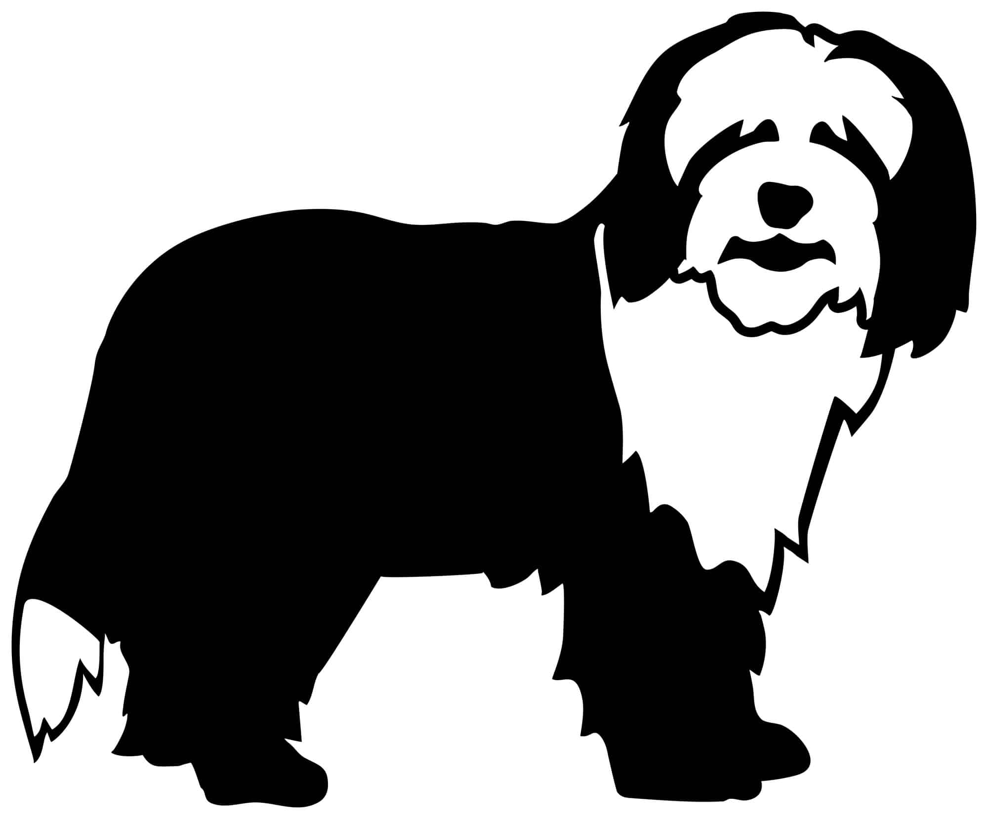Bearded Collie History