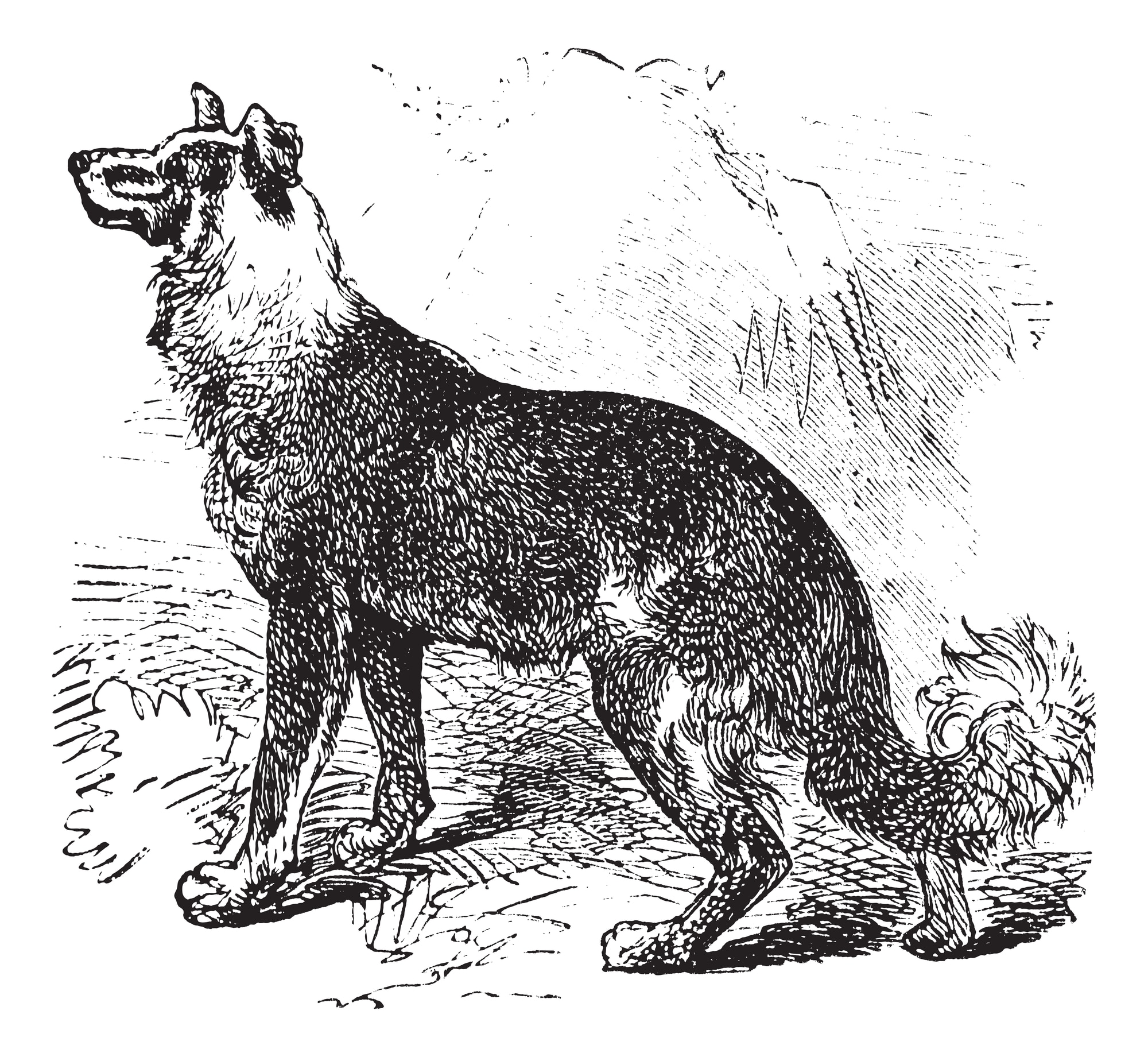 Belgischer Schäferhund Geschichte