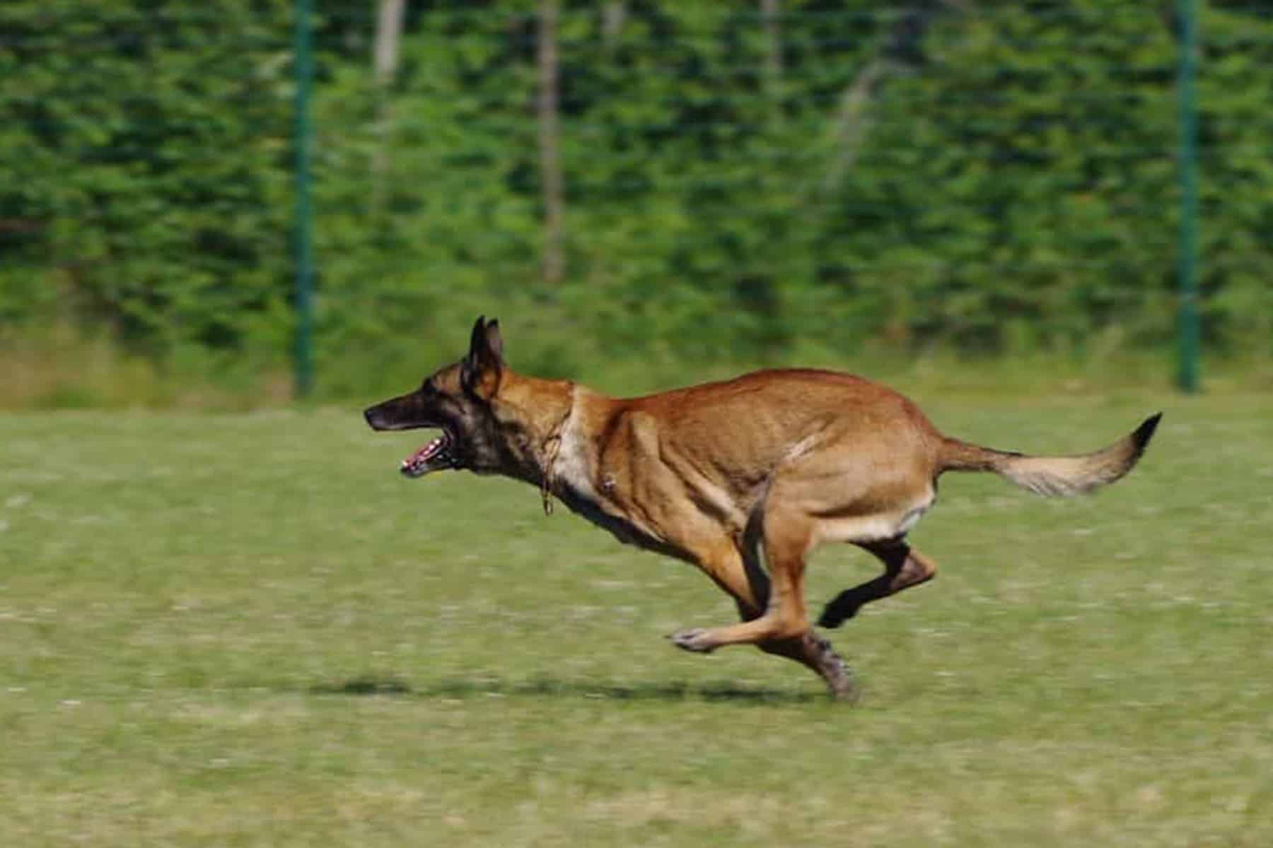 Belgian shepherd dog running
