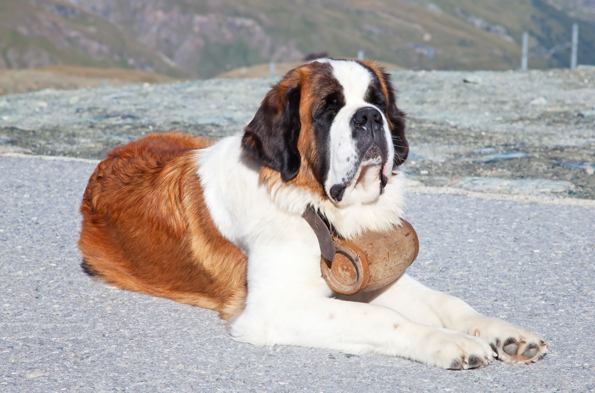 Saint Bernard dog (character, diet, care)