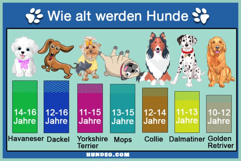 Wie alt werden Hunde? (Lebenserwartung in Tabelle)
