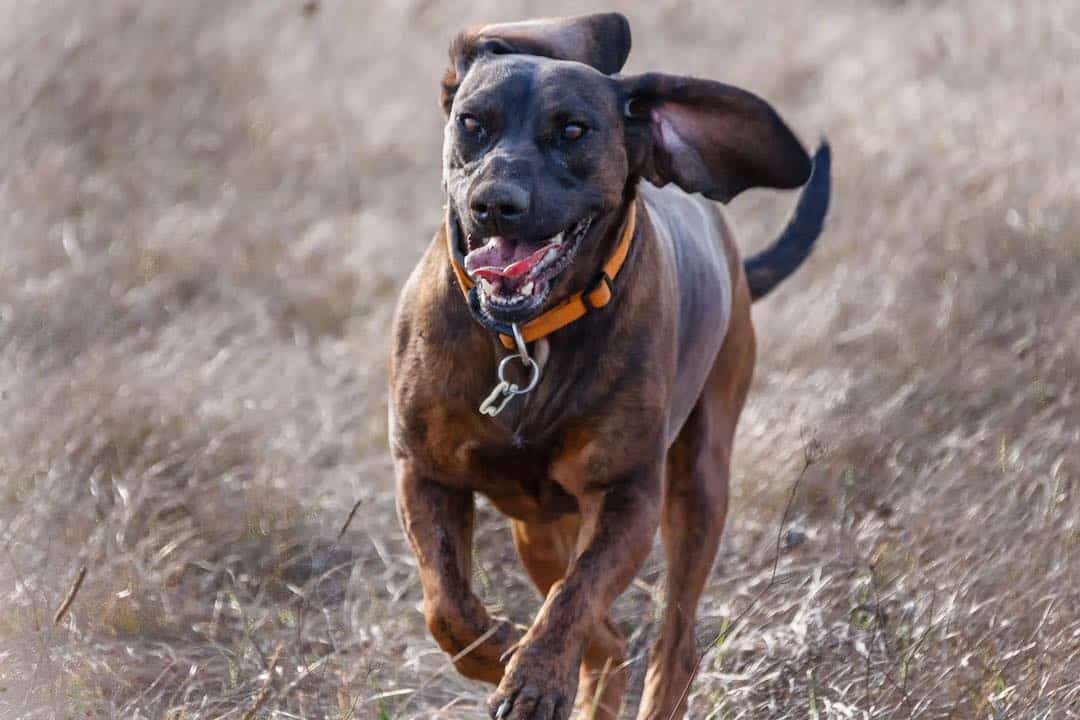 Hannoverscher Schweißhund rennt