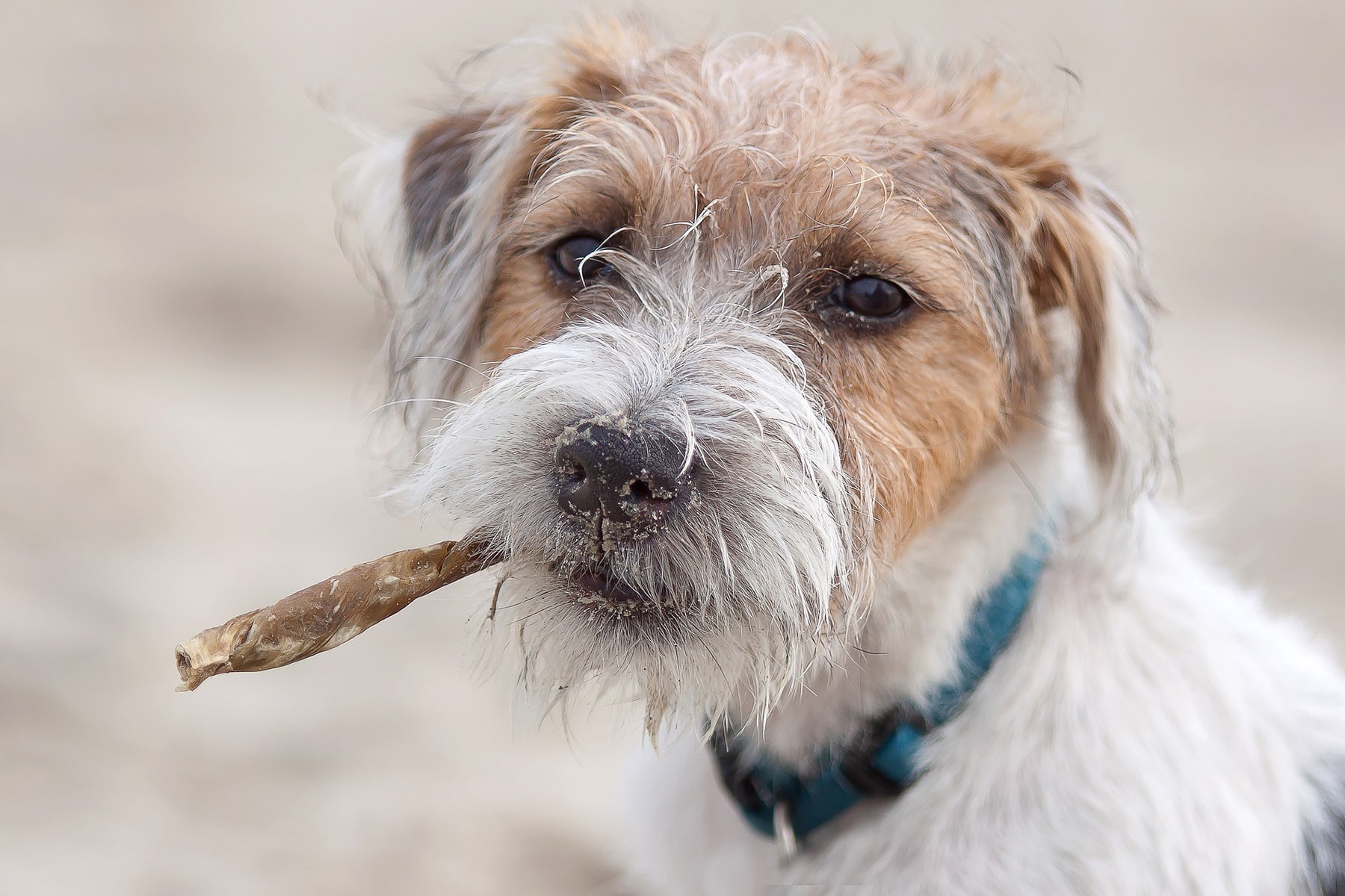 Parson Russell Terrier portrait