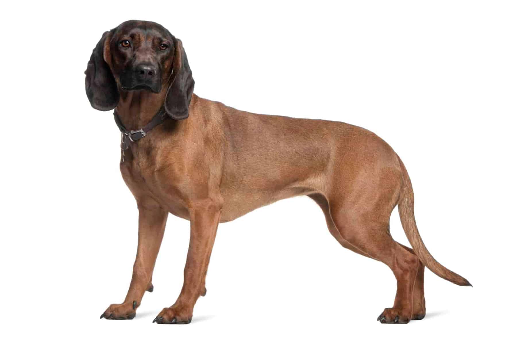 Profil du chien de montagne bavarois