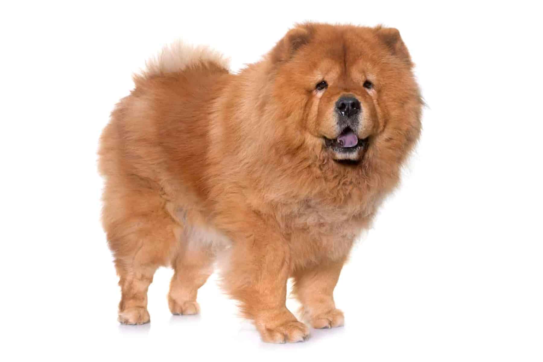 Chow-Chow (character, diet, care)
