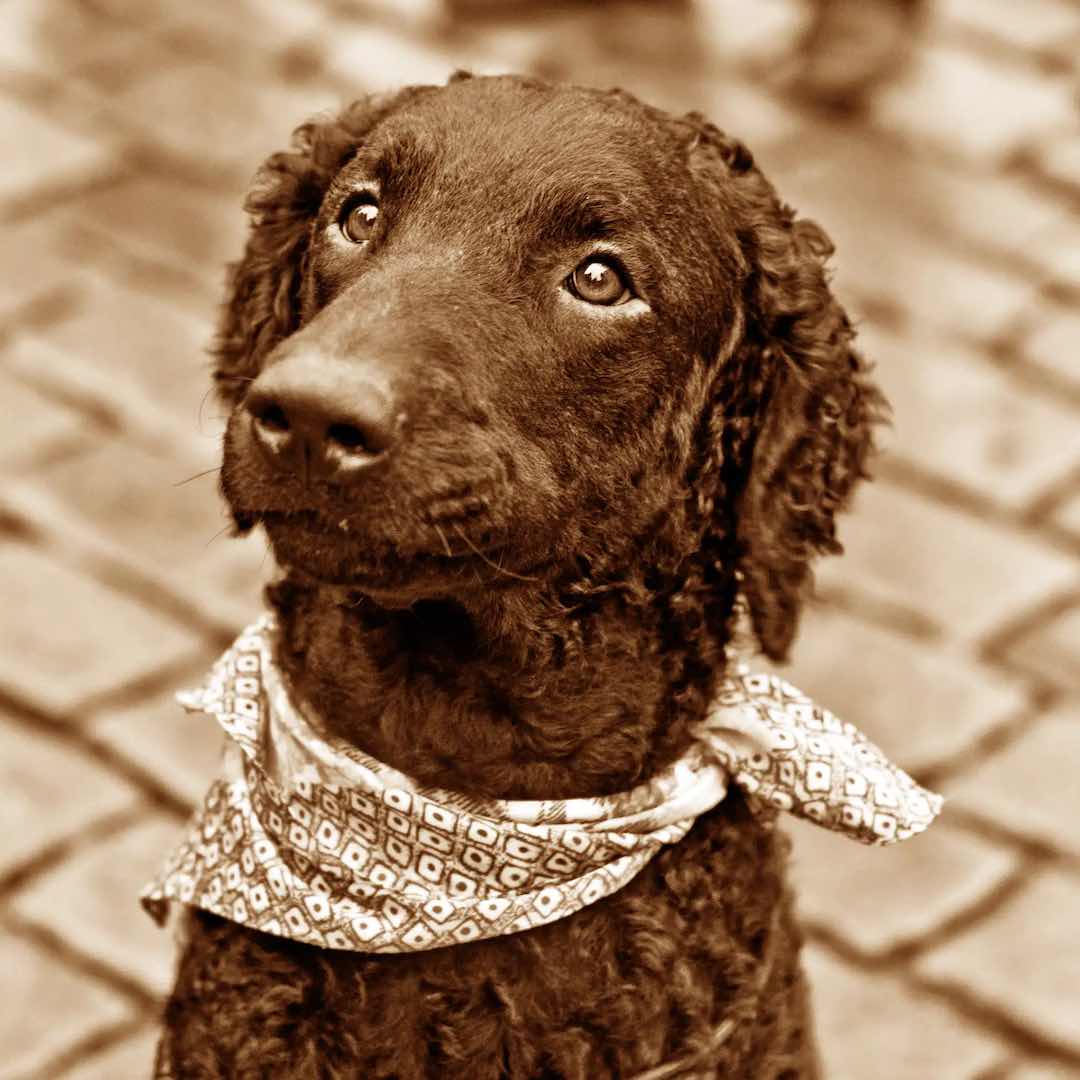 Curly Coated Retriever History Picture