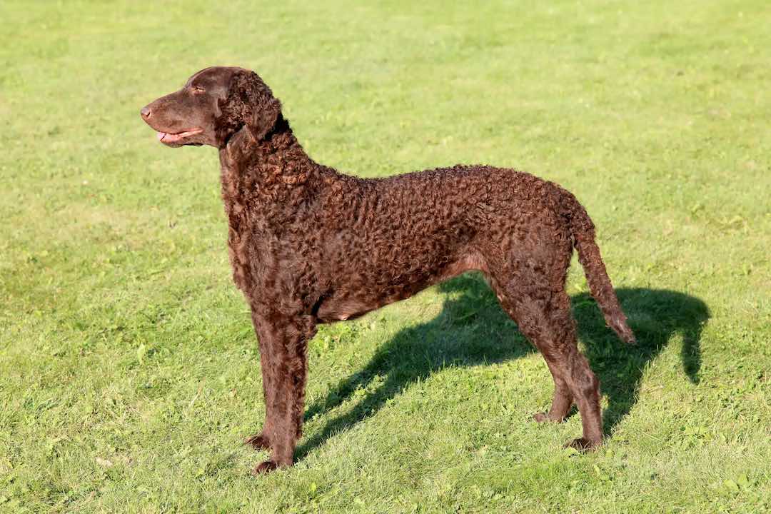 Curly Coated Retriever brown