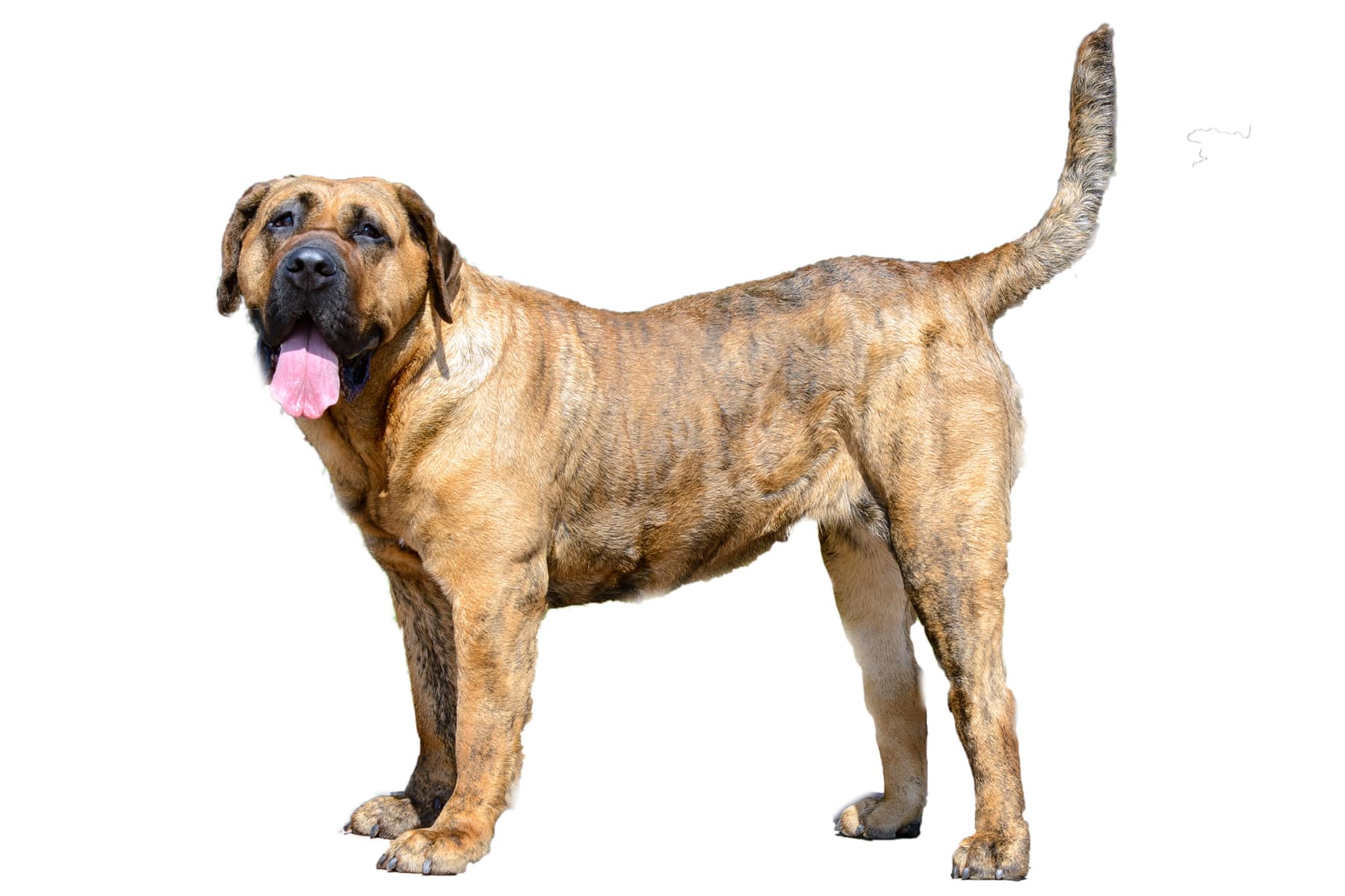 Dogo Canario profile picture