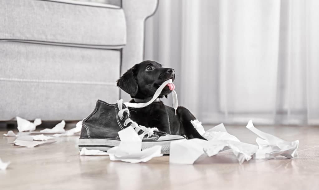 Die 5 besten Hundehaftpflichtversicherungen im Vergleich 5 Hundehaftpflichtversicherungen