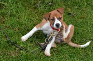 Kleiner Hund kratzt sich