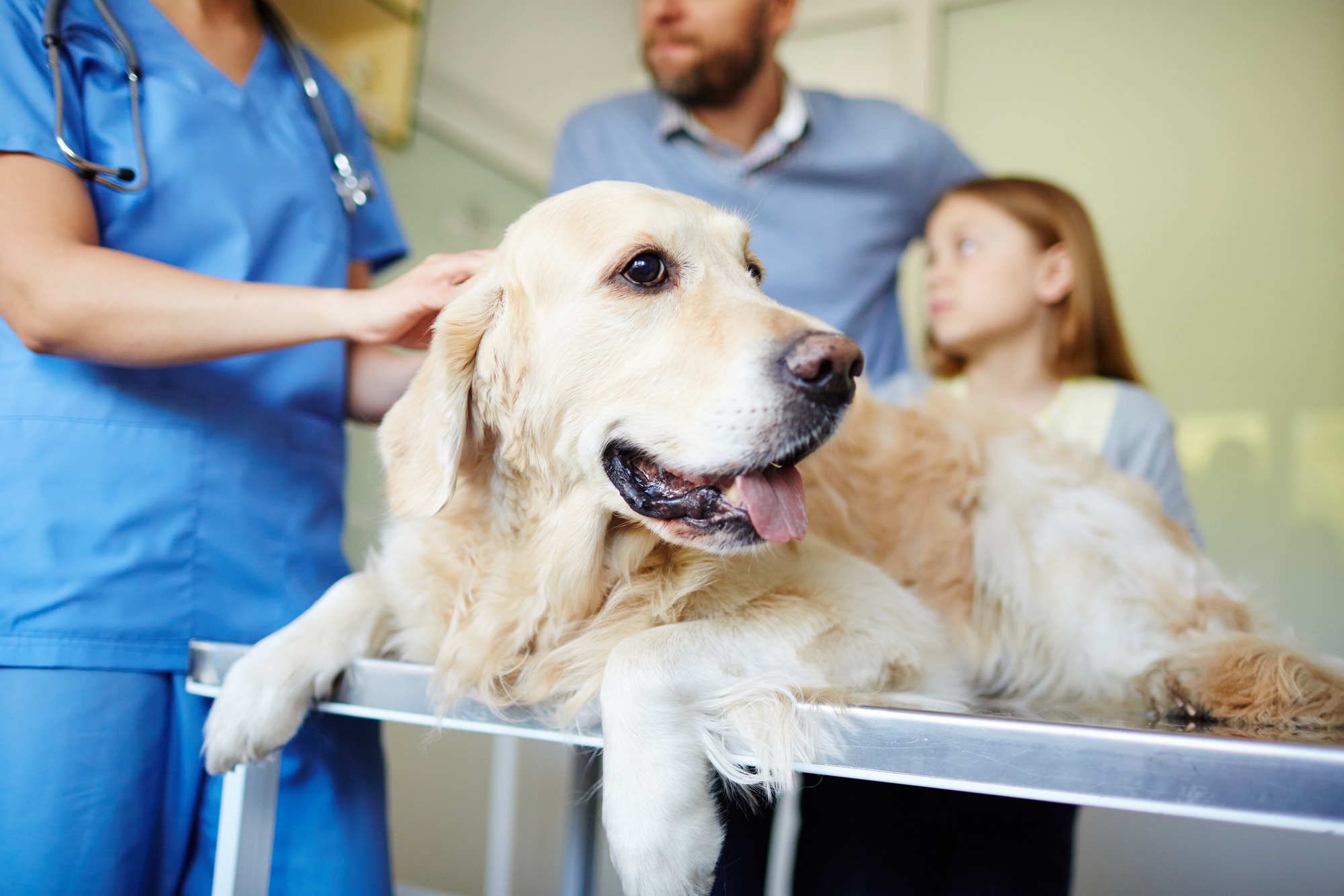 Hund Tierarzt Behandlung