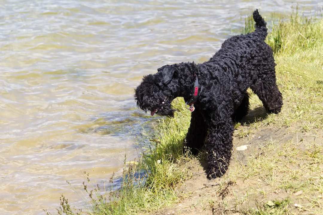 Kerry Blue Terrier by the water