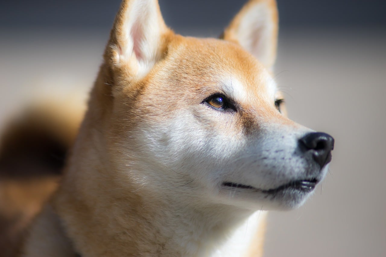Shiba Inu_bilder