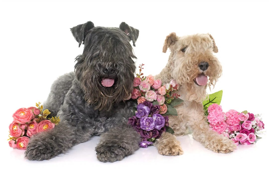 Two Kerry Blue Terrier