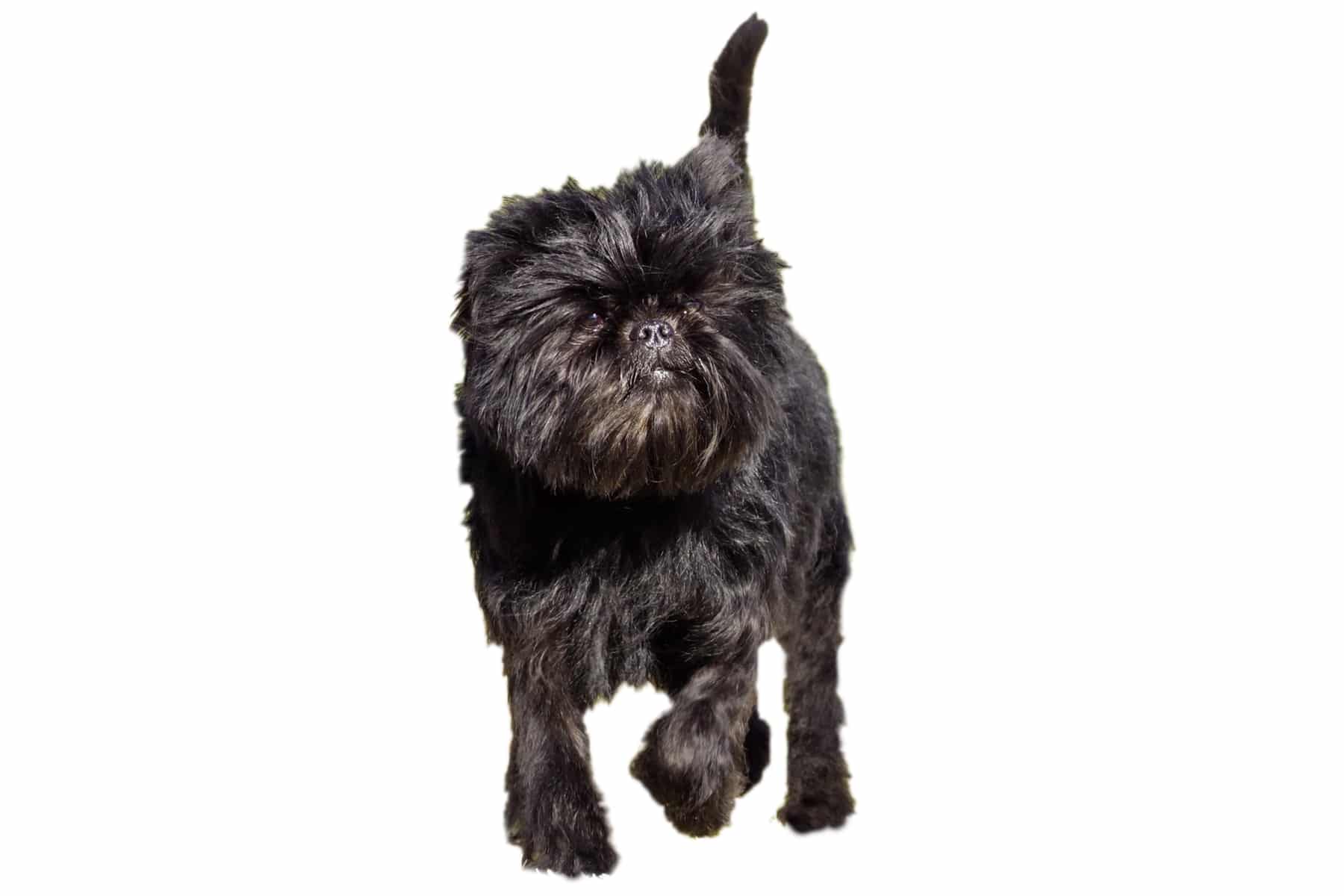 Affenpinscher Profilbild