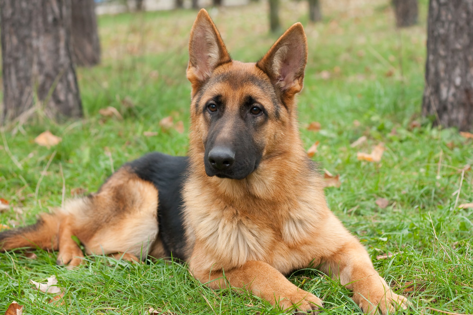German shepherd dog lies