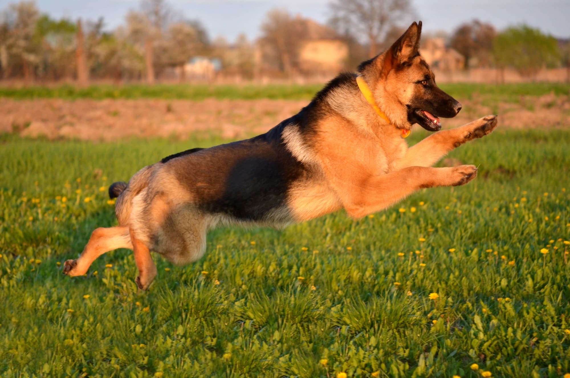 German shepherd dog jumps