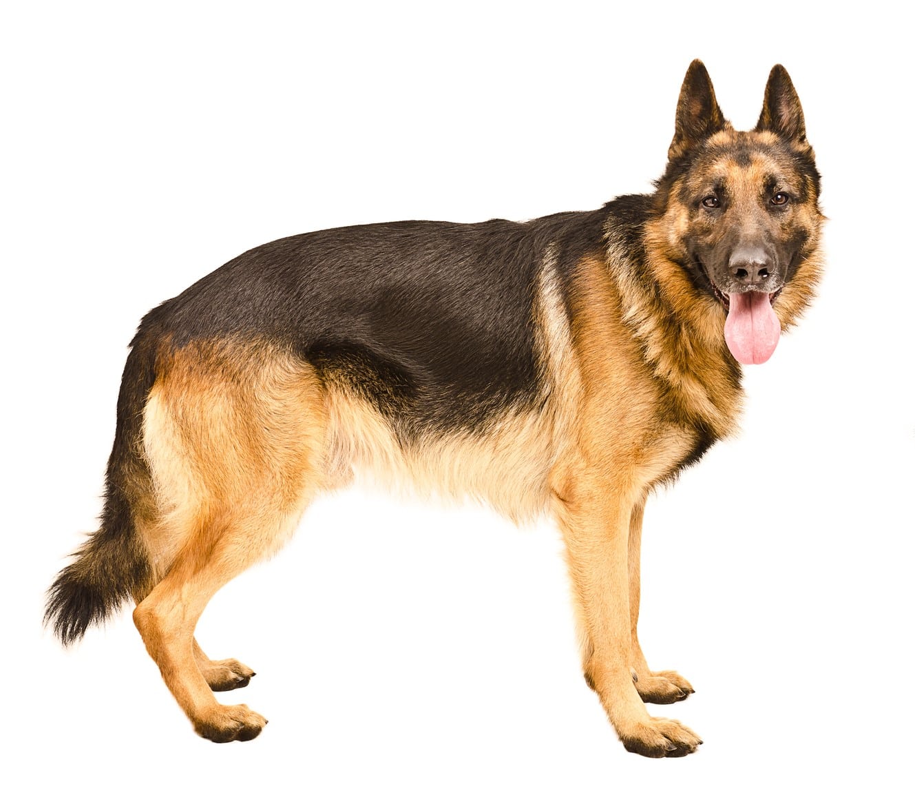 Deutscher Schäferhund