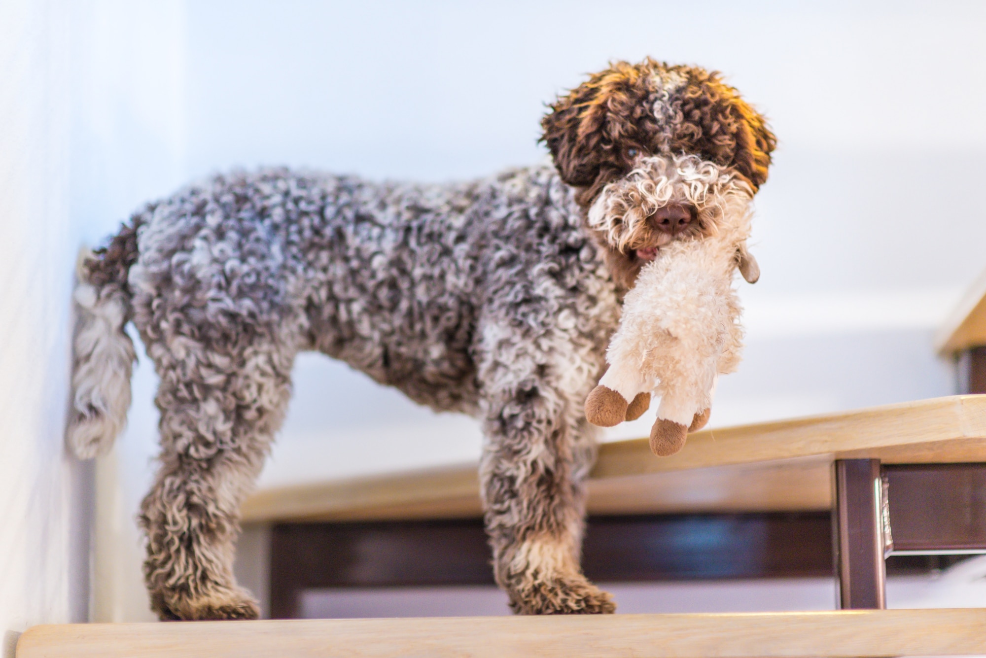 Lagotto Romagnolo with toy