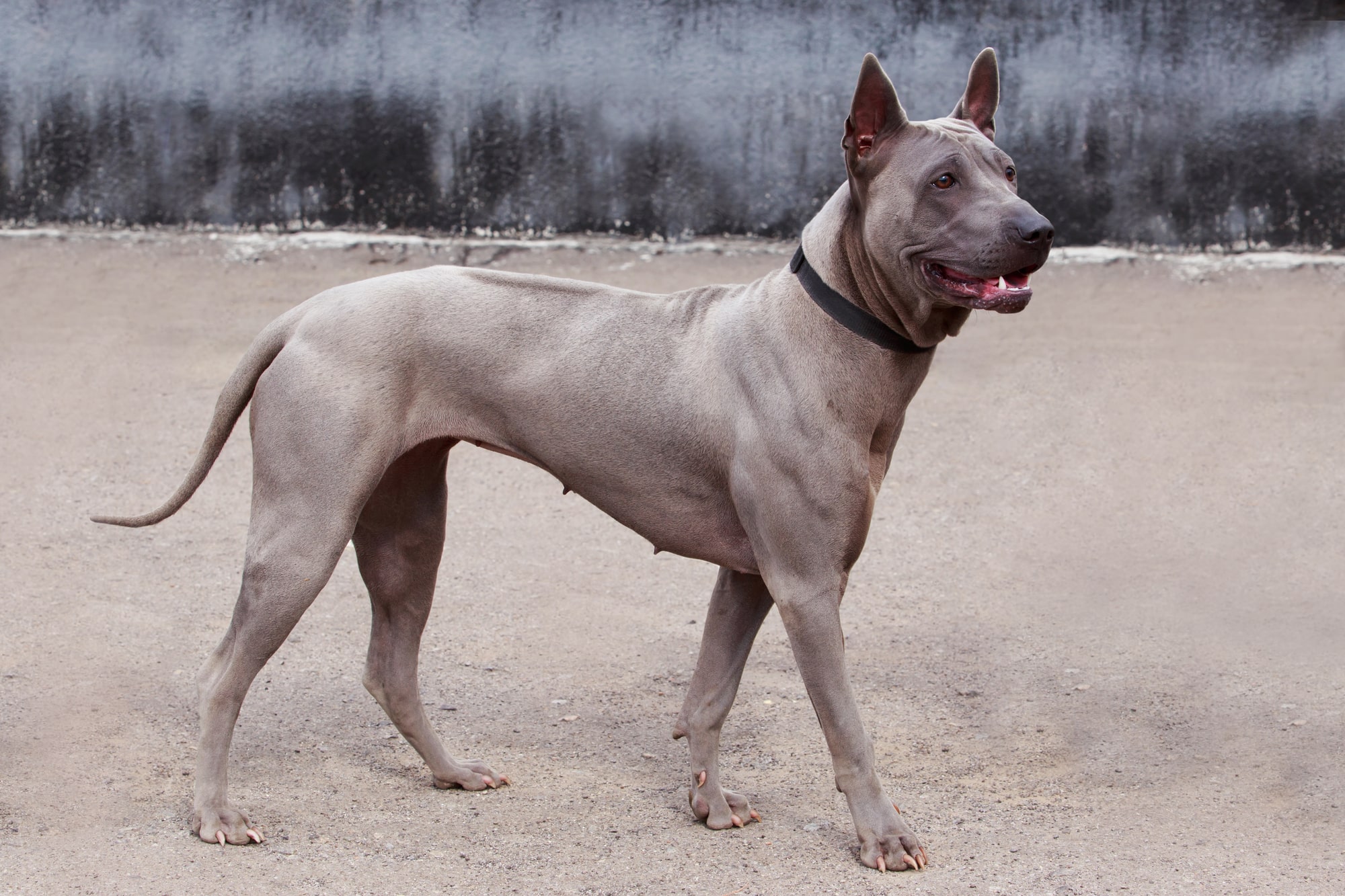 Thai Ridgeback dog (character, diet, care)