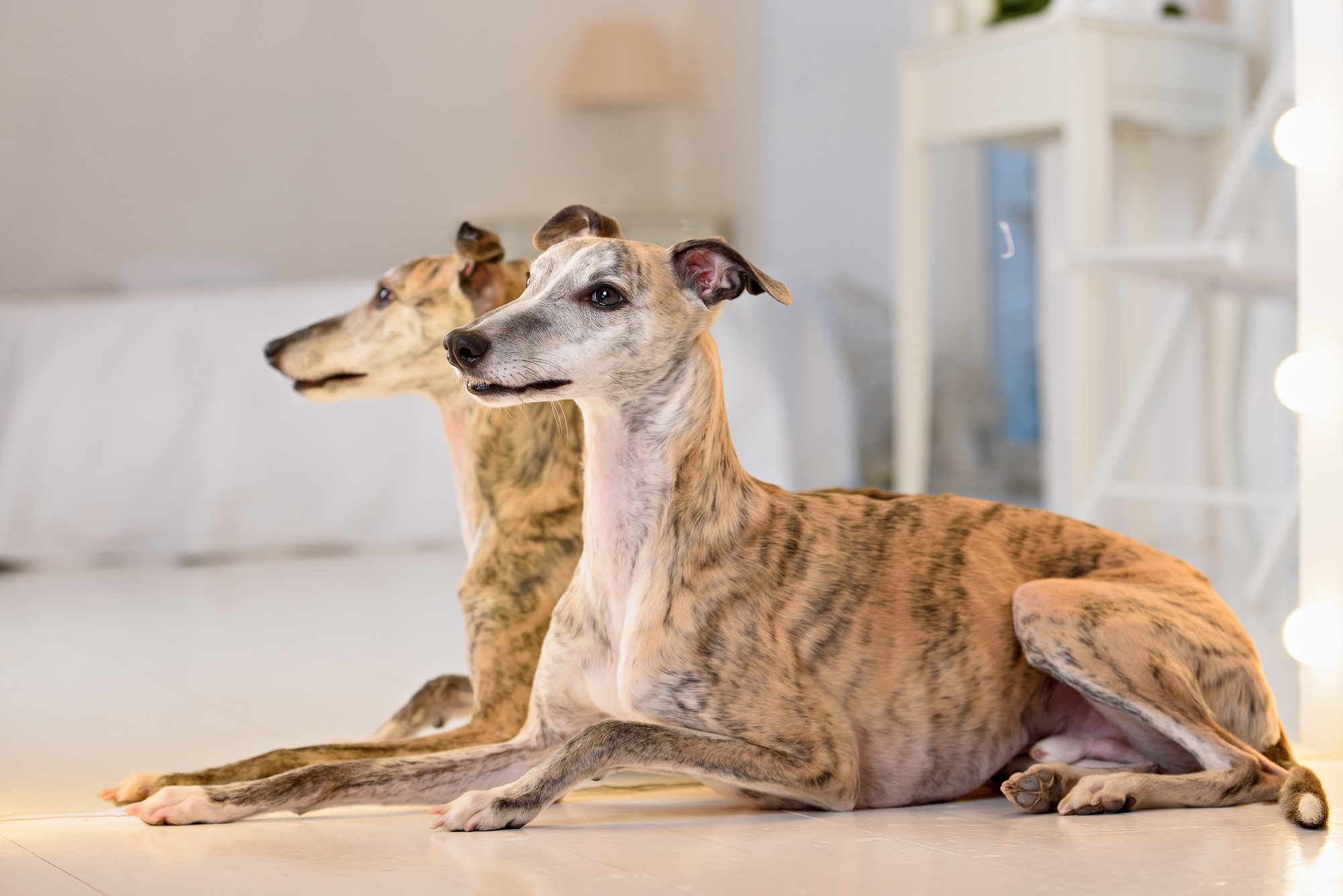 Two whippet