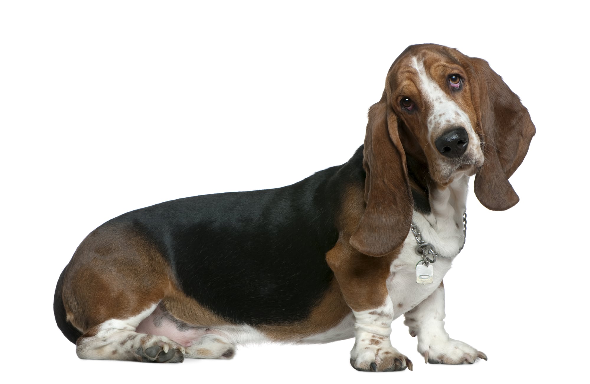 Basset Hound (character, nutrition, care)