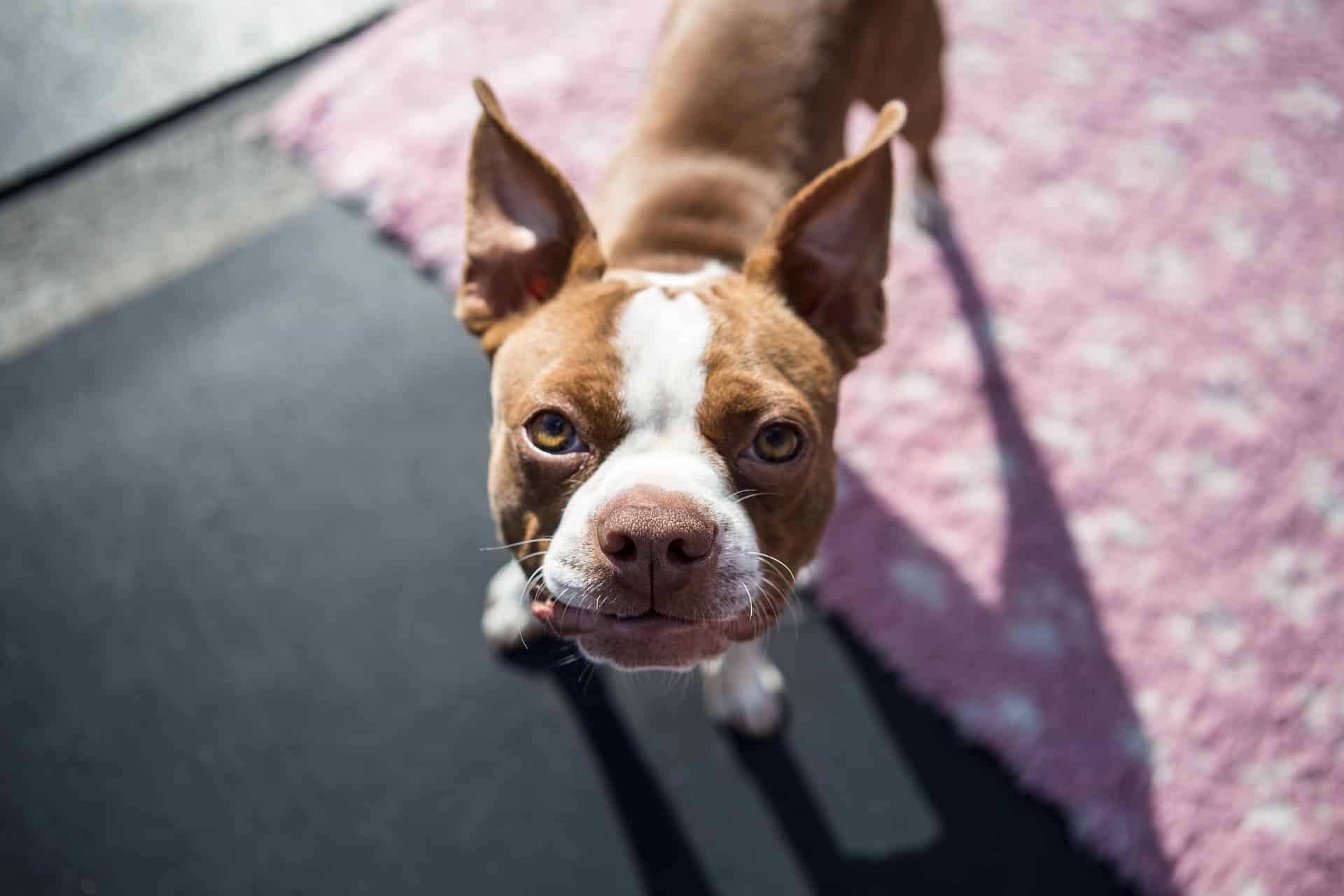 Boston Terrier Hund (Charakter, Ernährung, Pflege) | HUNDEO