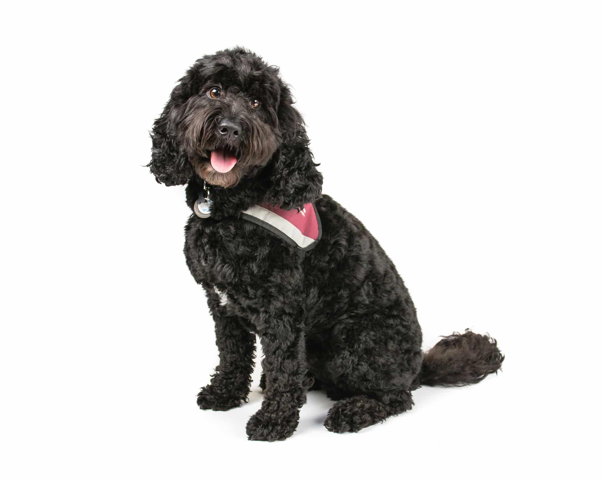 Cockapoo Profil
