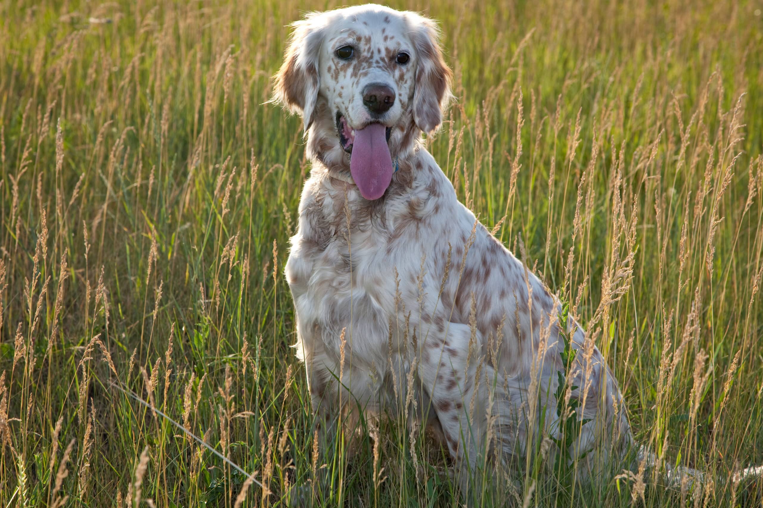 English Setter (character, diet, care)