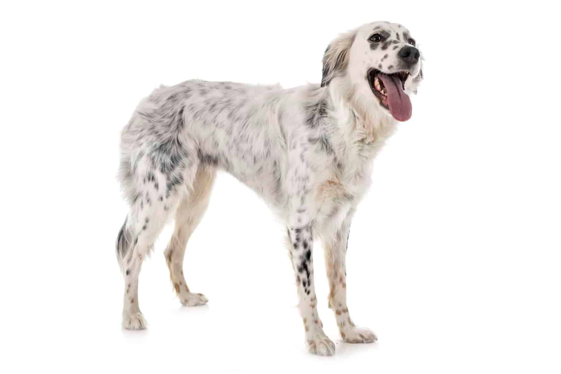 English Setter (character, diet, care)