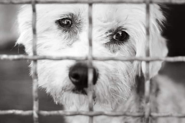 Darum ist es sinnvoll, ein Hund aus dem Tierheim zu adoptieren (Mit Checkliste, was du beachten solltest) 1 Tierheim 1