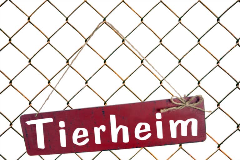 Tierheim 3