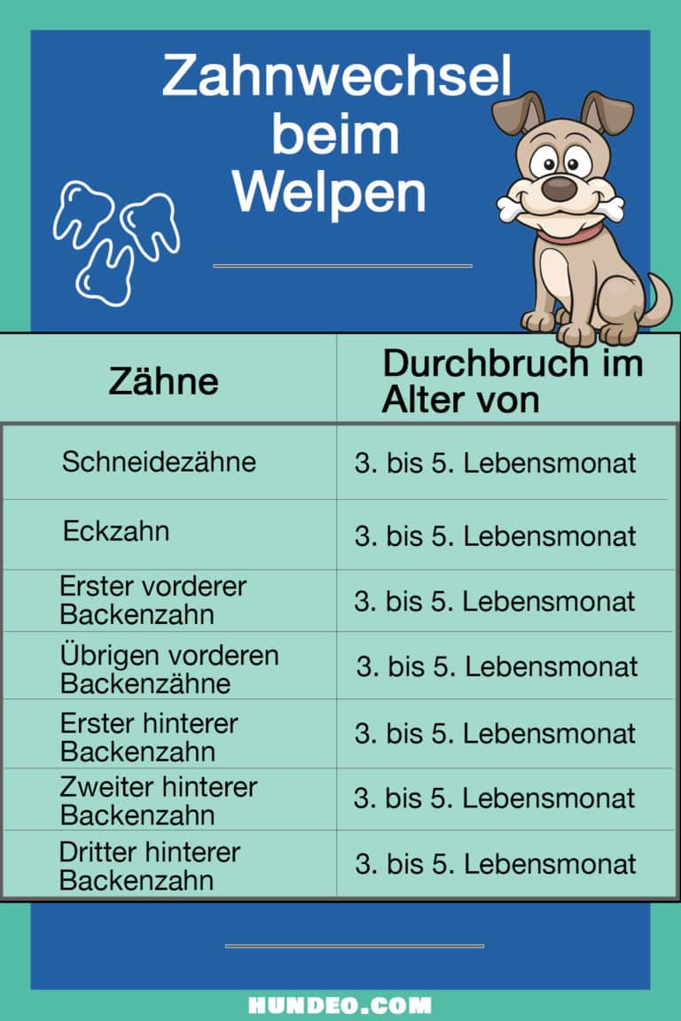 Zahnwechsel beim Welpen