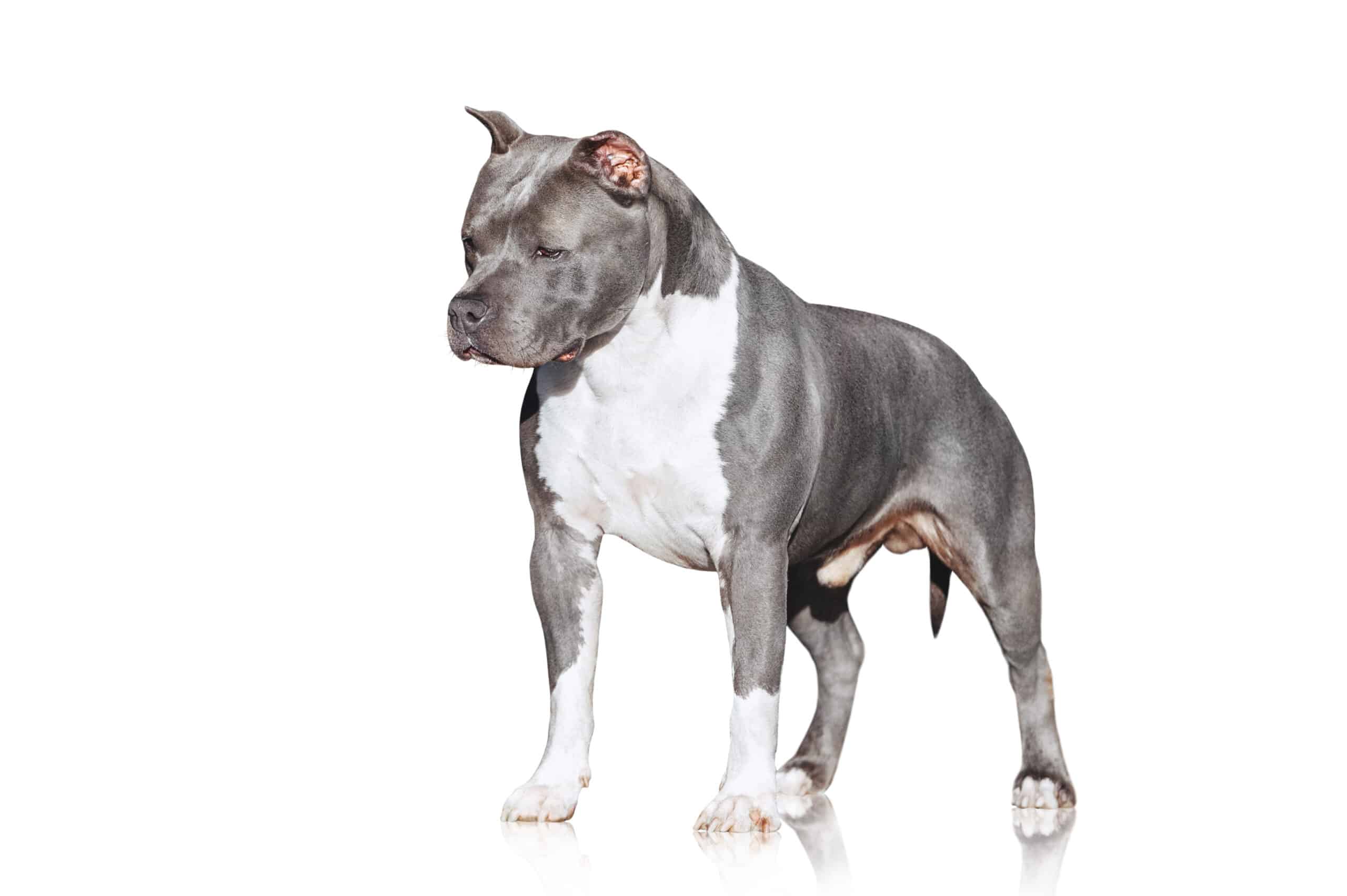 staffordshire terrier_image1