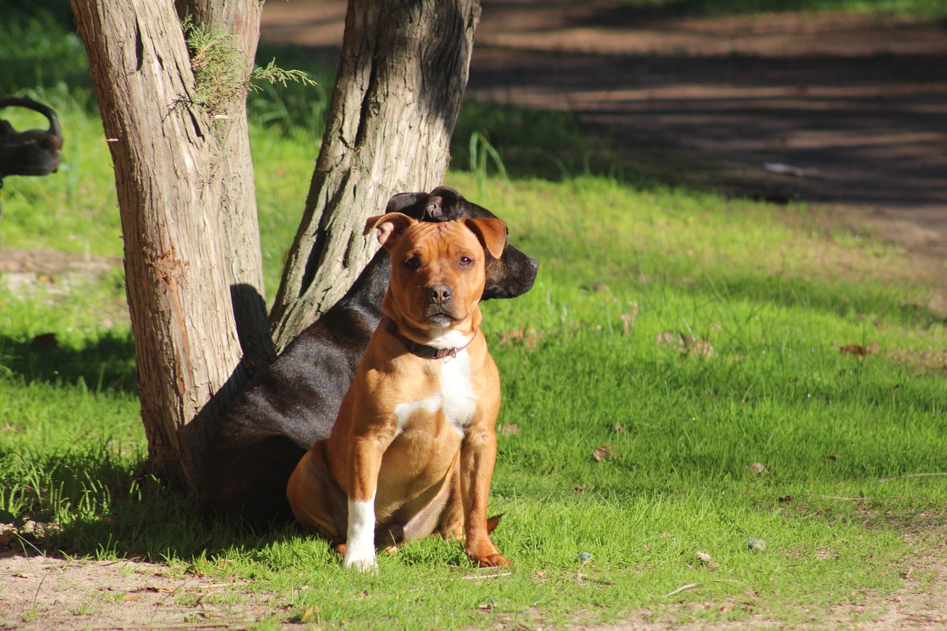 staffordshire-terrier 8