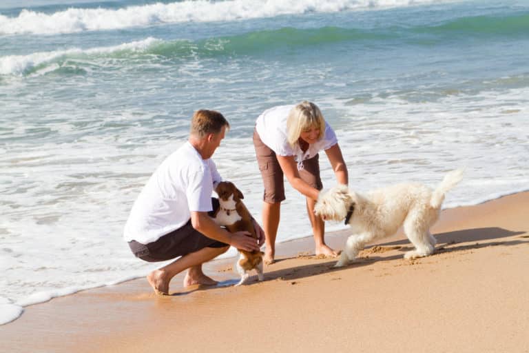 Urlaub mit Hund