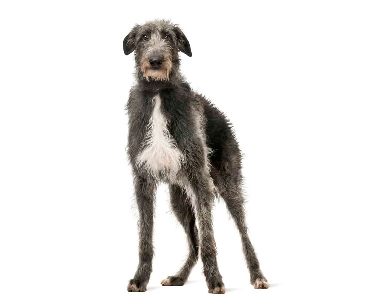 Deerhound