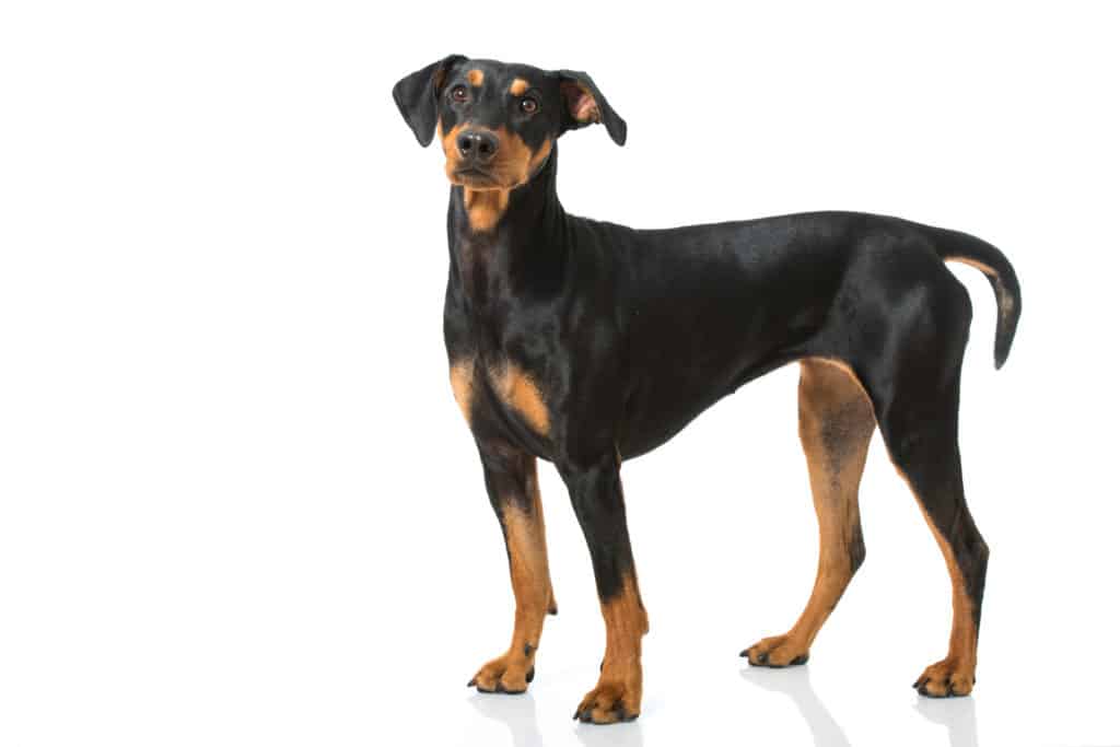Deutscher Pinscher (Charakter, Ernährung, Pflege)