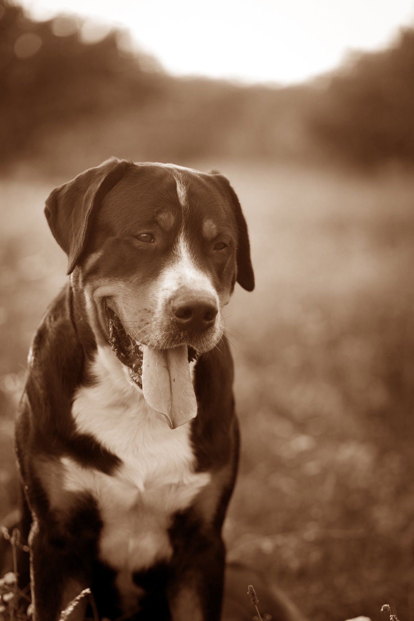 Great Swiss Mountain Dog History Picture