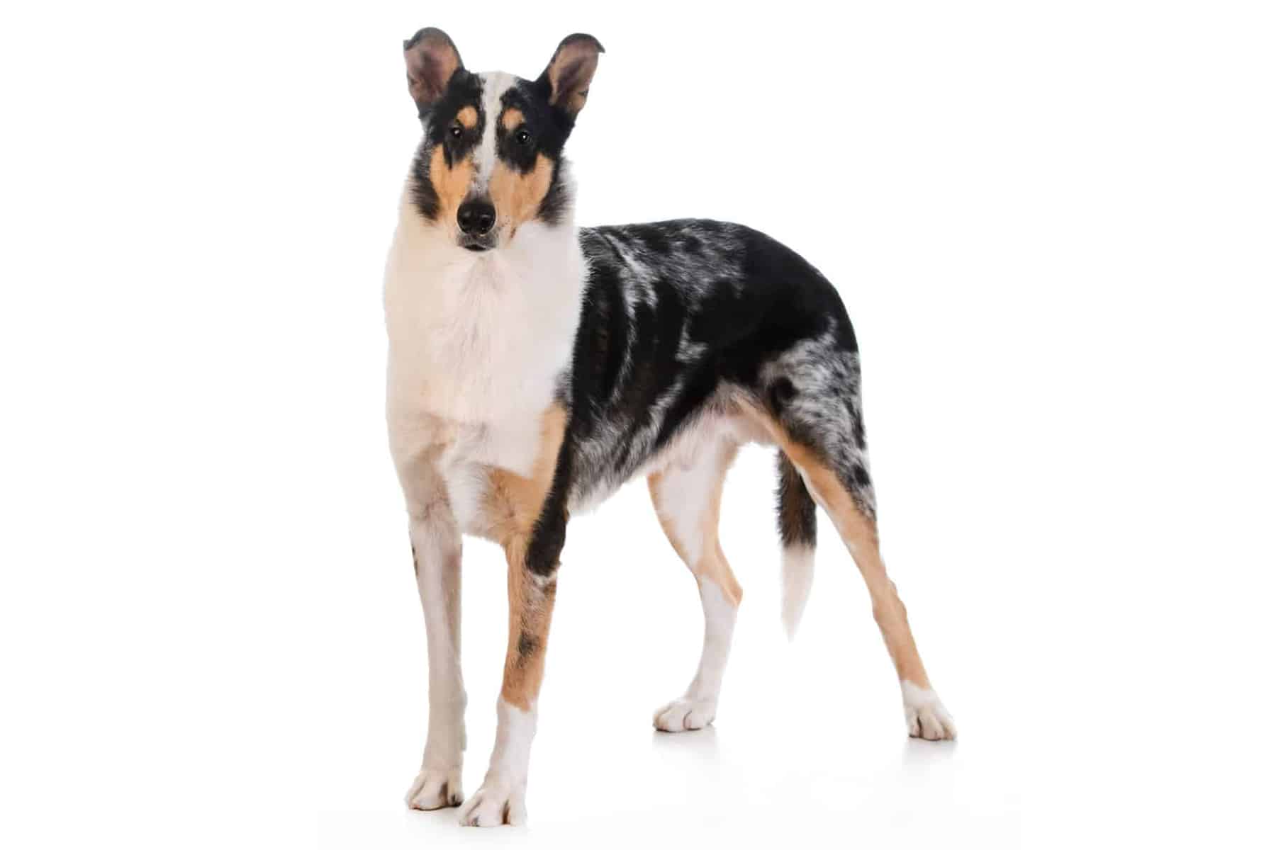 Shorthaired Collie Dog (character, diet, care)
