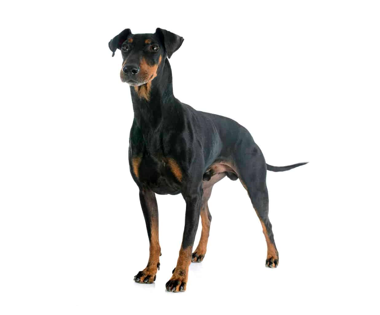 Manchester Terrier