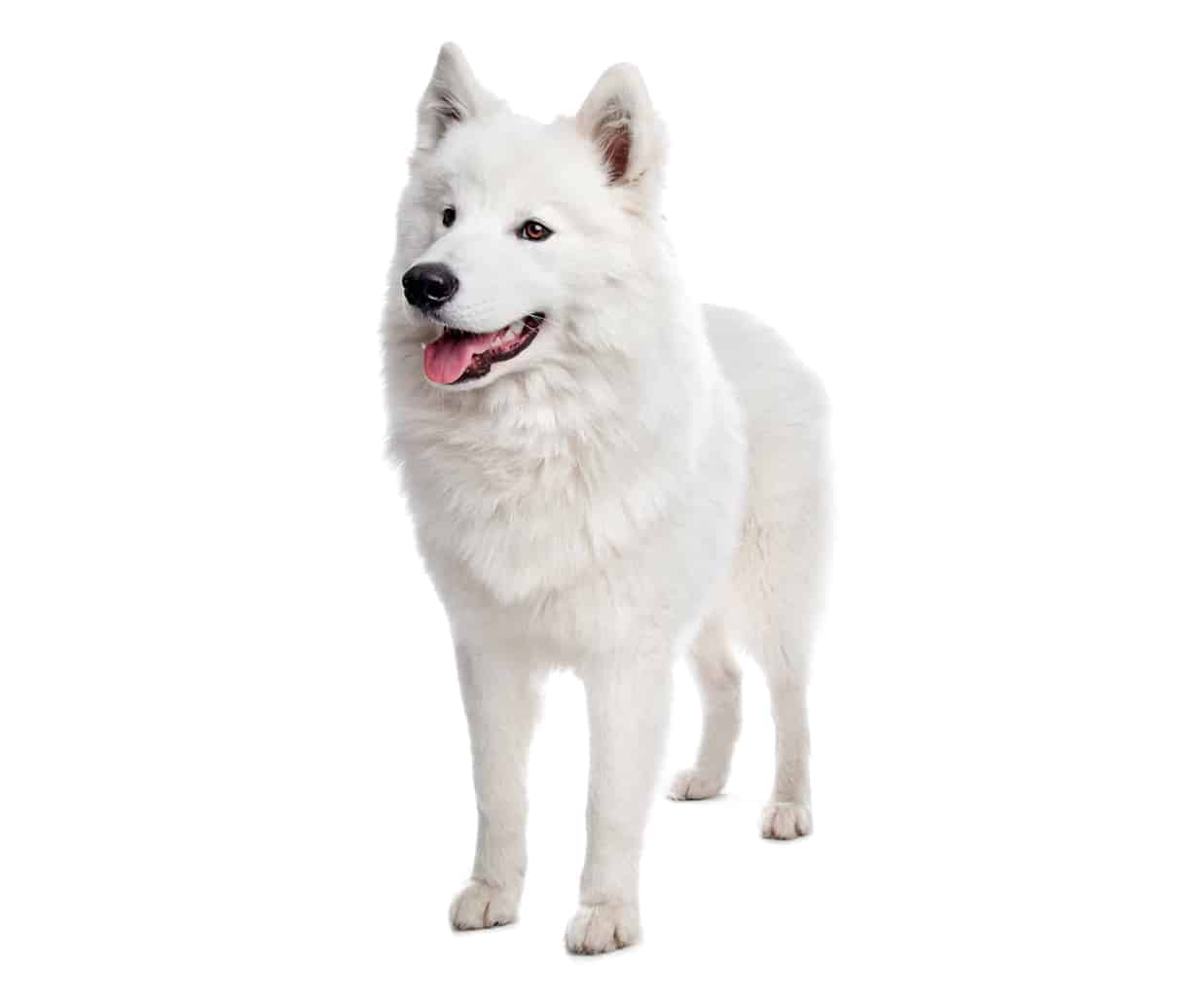 Samojede