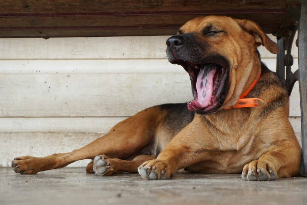 Sleepy yawning dog