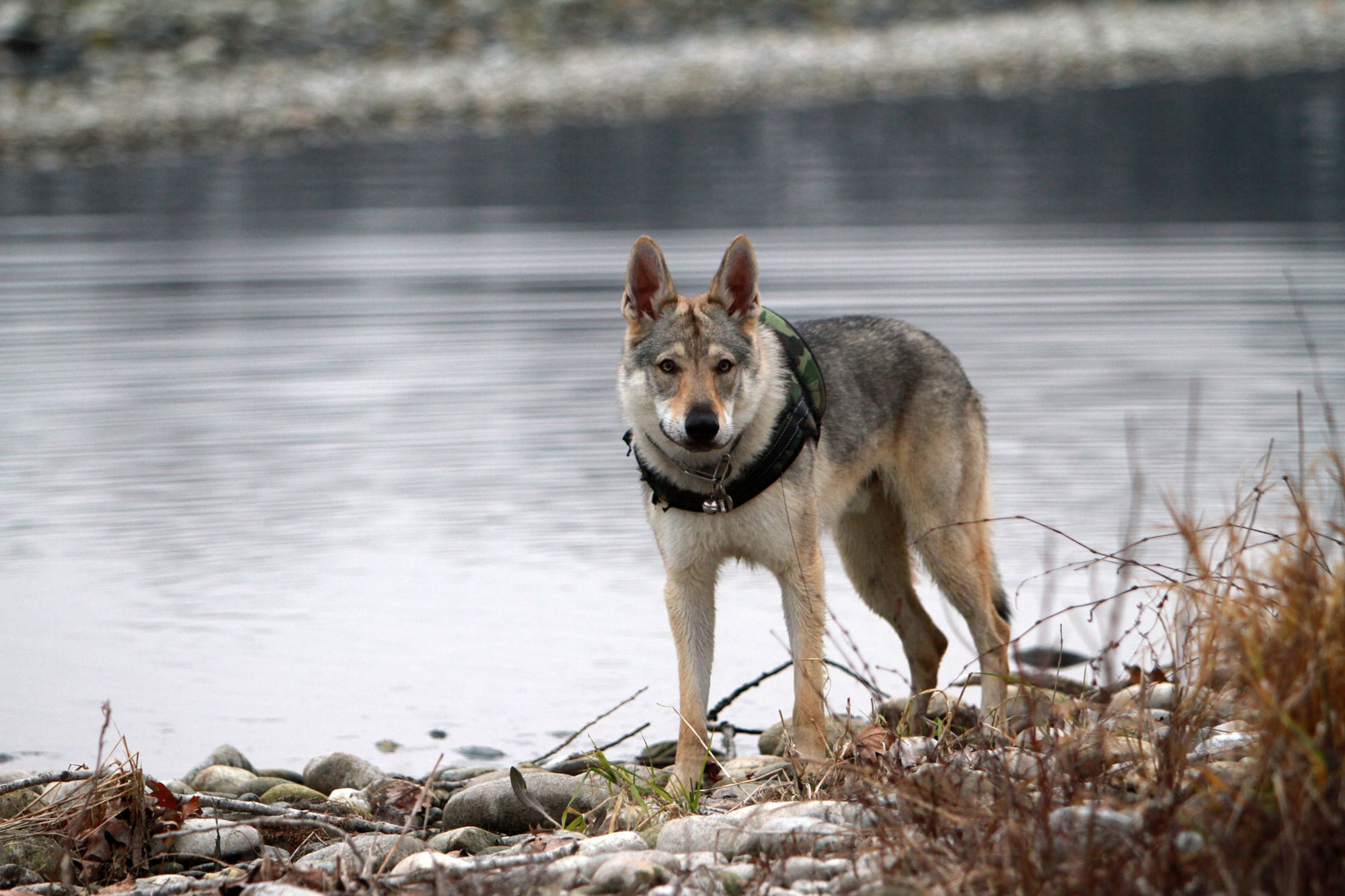 Czechoslovakian wolfhound at the lake