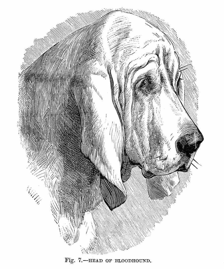 Bloodhound history