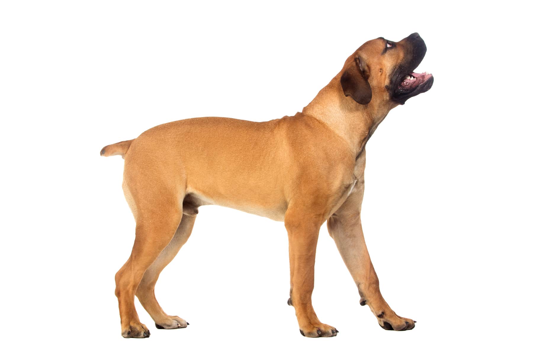Foto de perfil del perro Boerboel