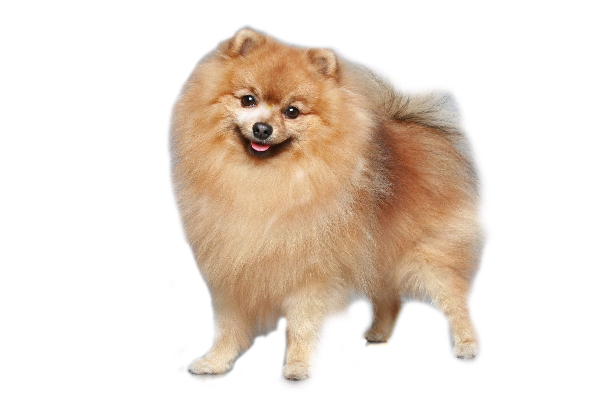 German Spitz (character, nutrition, care)