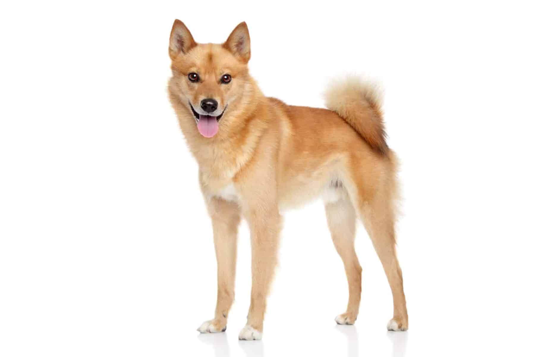 Finnish Spitz dog profile picture