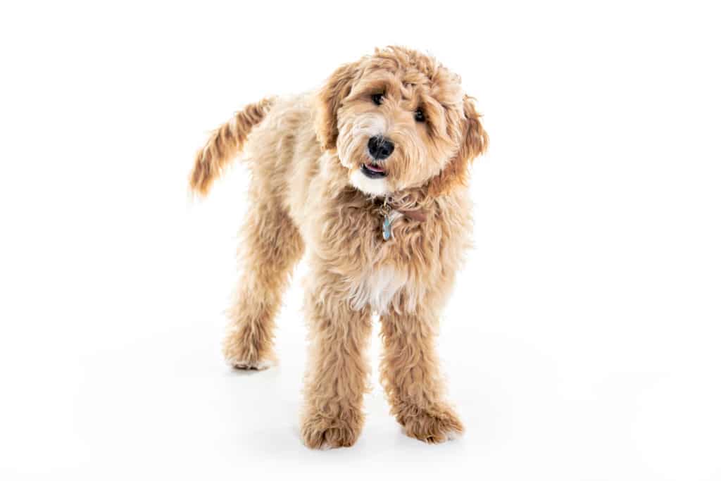 Goldendoodle (character, diet, care)